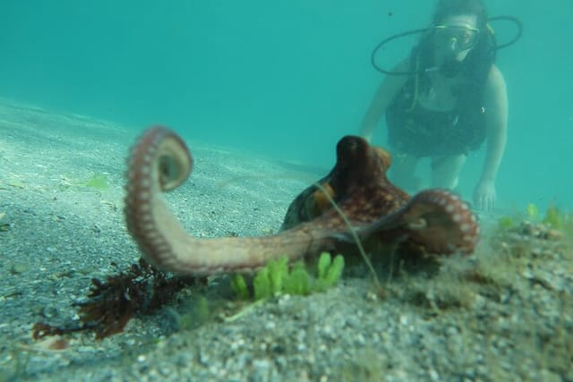 The curious and mystical Octopi in Palm Beach Florida